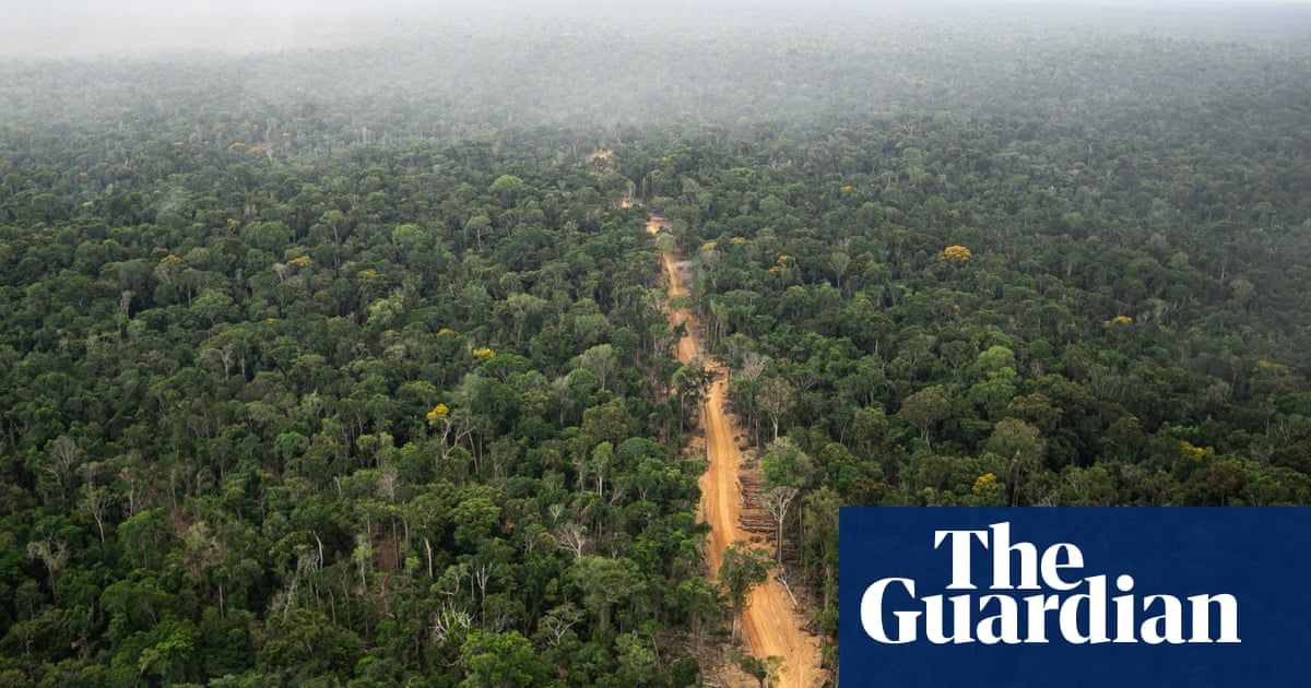Världens bästa banker "grönar sin roll i förstörelsen av Amazonas" |  Amazonas regnskog